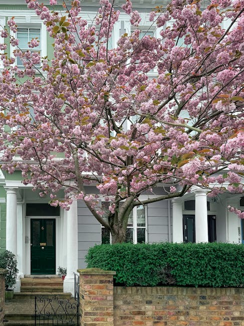 A residential garden scene featuring a large, mature cherry blossom tree in full bloom with clusters of pink flowers and delicate petals. The tree is situated in front of a light gray, two-story house